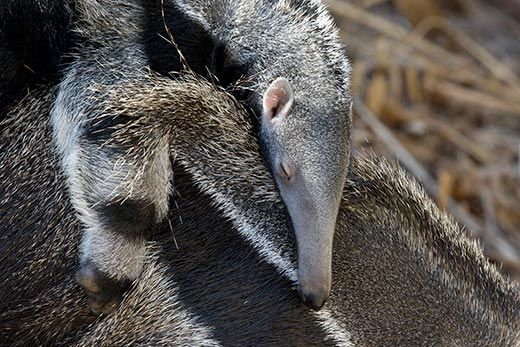 20110520110718Giant-Anteater-pup.jpg