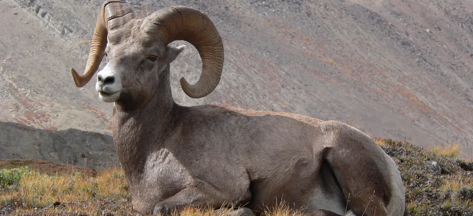  Bighorn Sheep, as seen along Icefields Parkway 