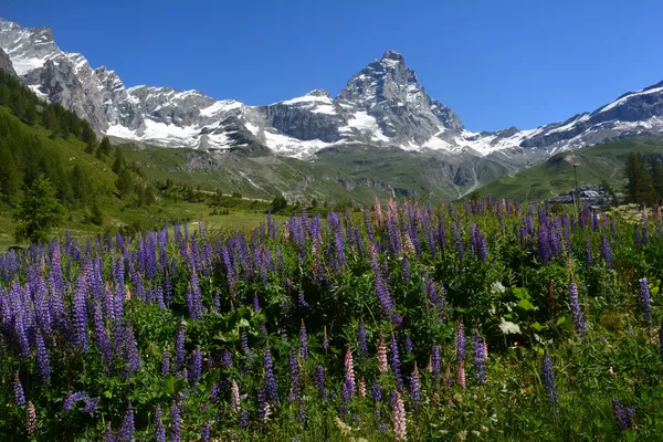 Matterhorn and flowers thumbnail