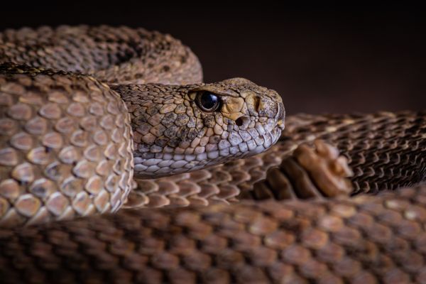 The Diamondback Rattlesnake thumbnail