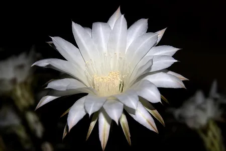 A cereus in Arizona in 2009. These night-blooming flowers spring forth from cacti just one night a year, in concert with other nearby cereus. They usually wilt the next day.