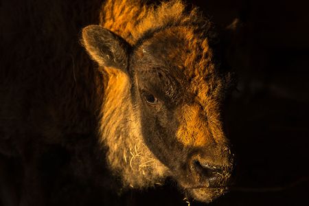 This bison calf, standing in the doorway of a barn on the Blackfeet Reservation, is a symbol of hope for the Blackfoot people.