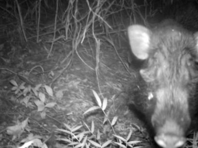 Camera trap image of Javan warty pig.