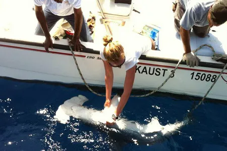 A hammerhead caught on a longline.