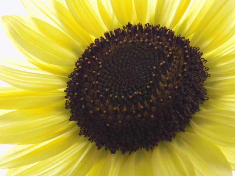 Closeup Of A Sunflower Smithsonian Photo Contest Smithsonian Magazine