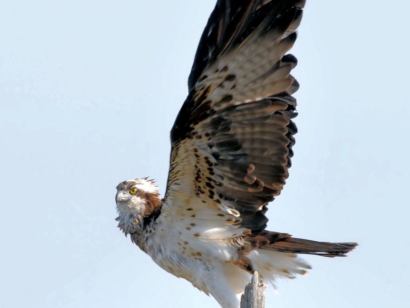 Female Fishhawk while waiting for her partner near the nest