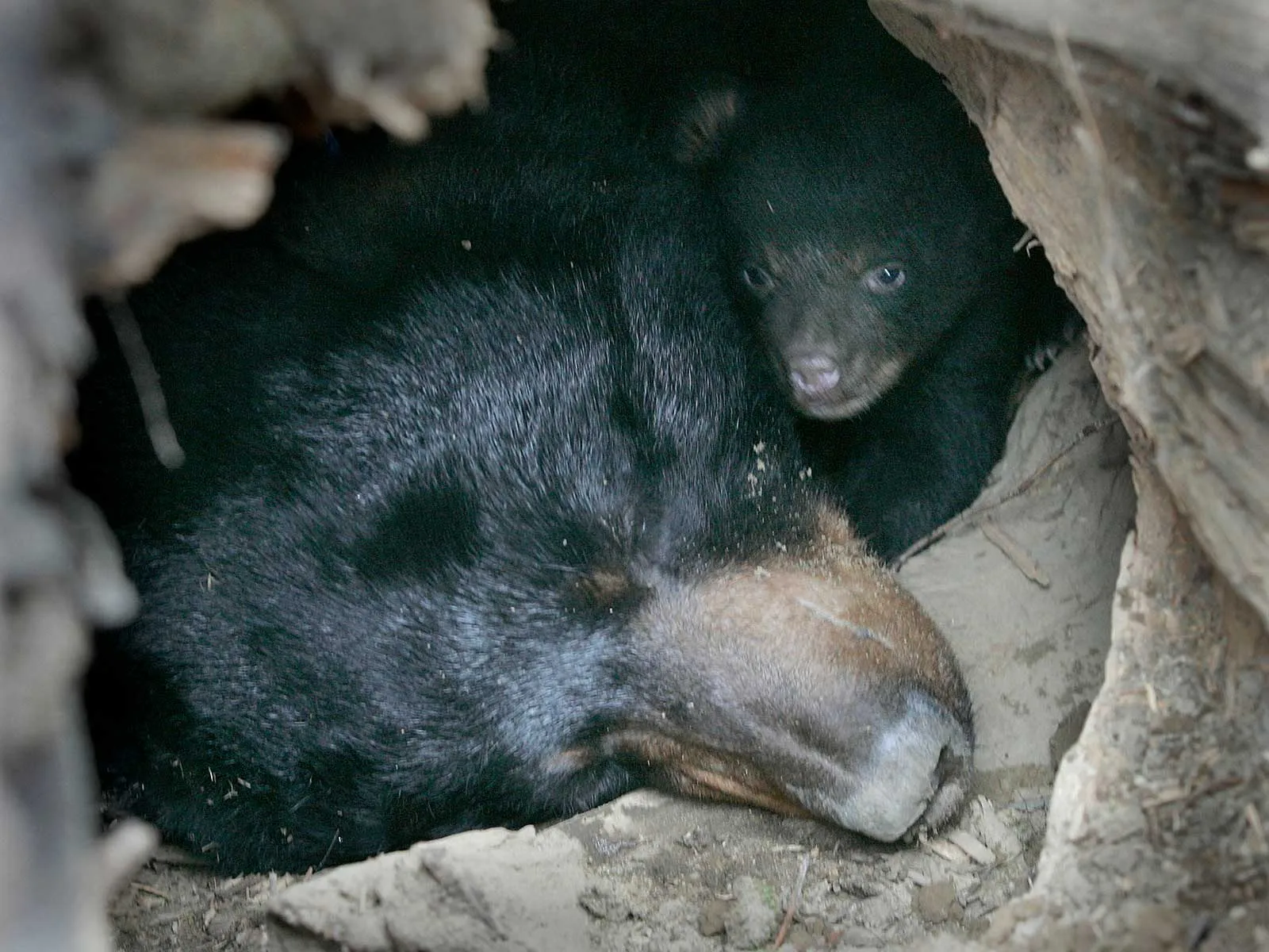 American Black Bear - Facts and Beyond