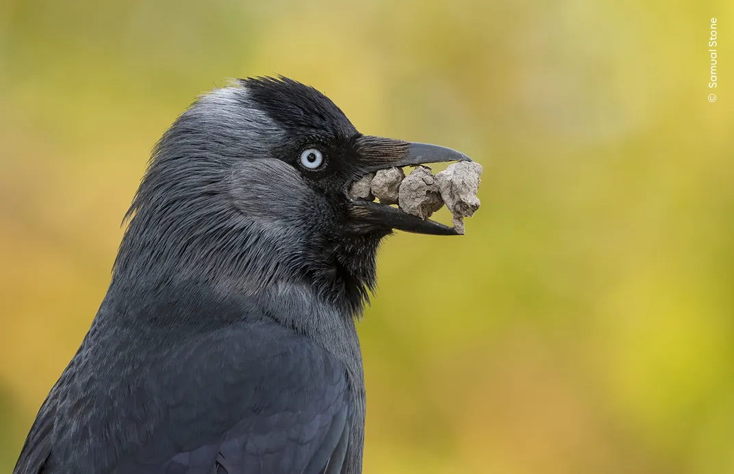 a black bird with a light blue eye looks to the right, its beak held open by a series of small rocks, in front of a green blurred background