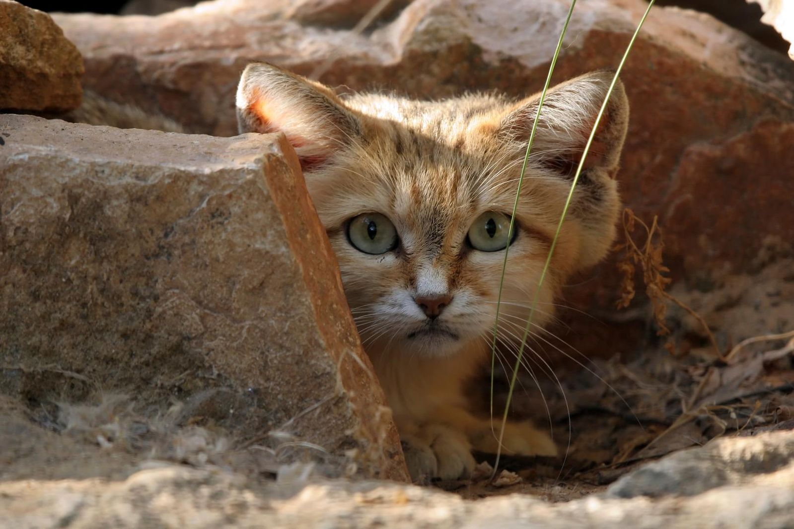 Звуки живых котов. Барханный кот. Пустынный барханный кот. Барханная кошка (Песчаная кошка). Барханного кота Felis Margarita.