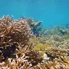 Yellow fish swim  in front of coral reef