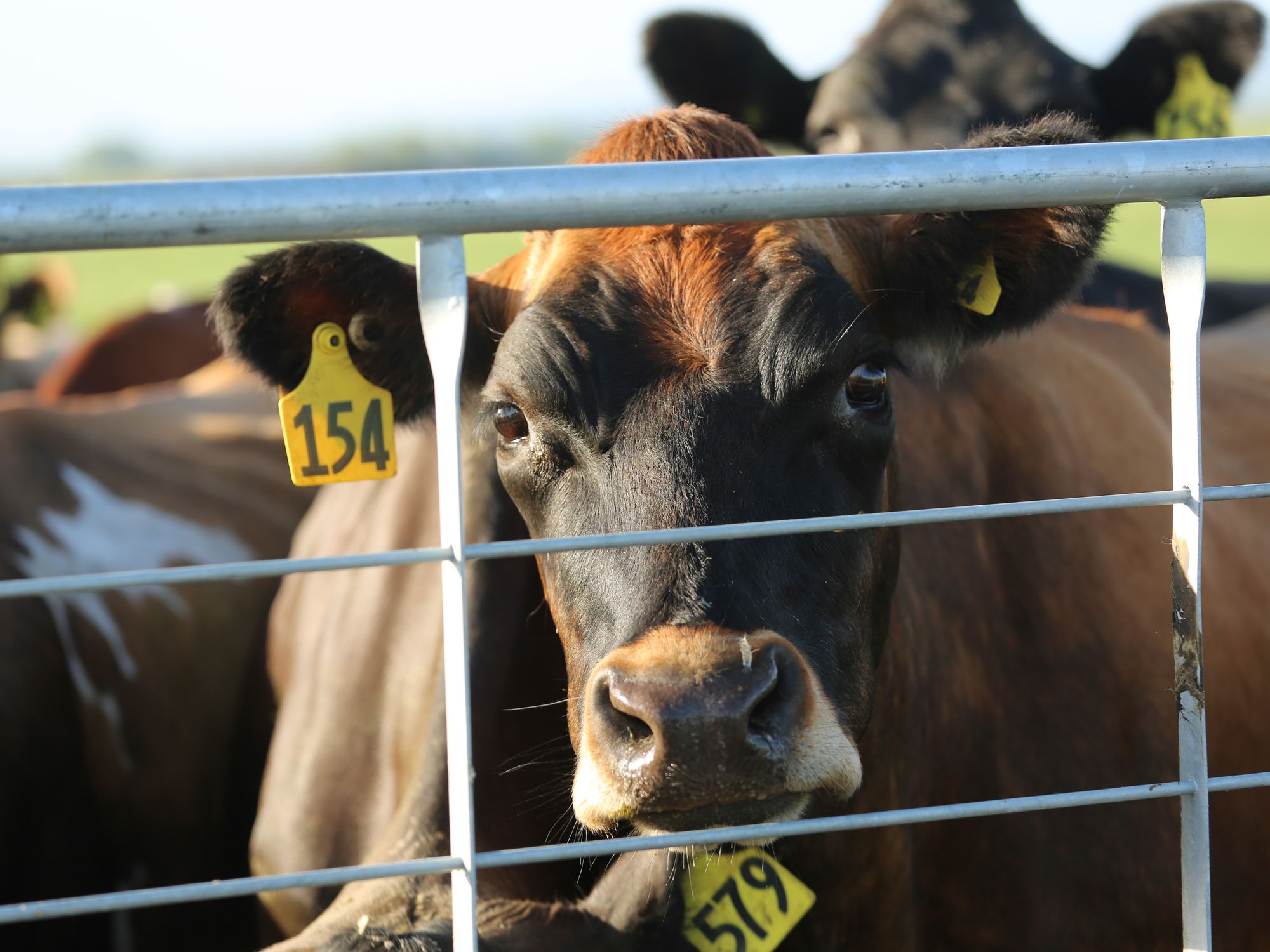 Bird Flu Confirmed in U.S. Dairy Cows for the First Time, but Milk ...