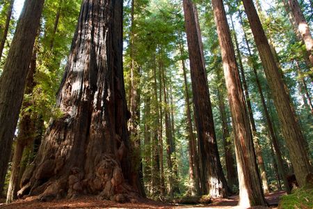 California redwoods can live for more than a thousand years.