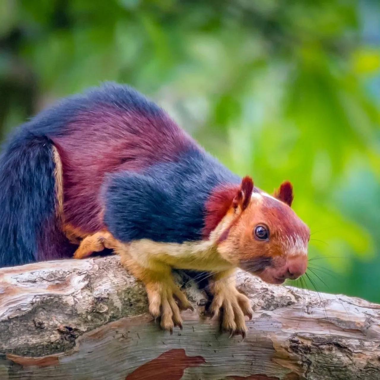 Meet the Two-Tone Squirrel: The Rarest Color Pattern You’ll See – New ...