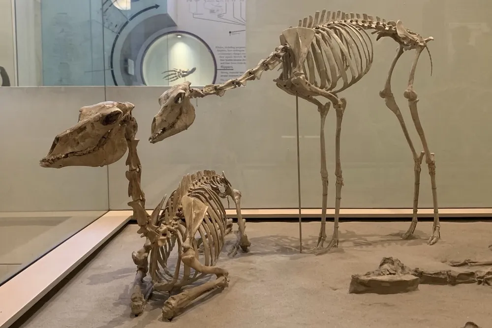 two skeletons of long-necked mammals
