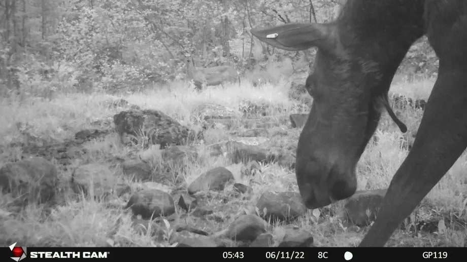 moose sniffs grass and a deer stands in the background in a black and white trail camera photo