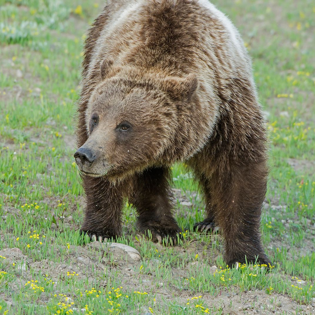 Grizzly Portrait | Smithsonian Photo Contest | Smithsonian Magazine