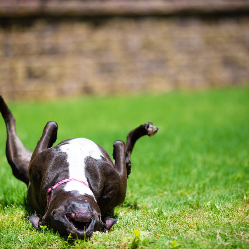 How Smart Are Dogs? Canines Are Even Smarter Than You Think