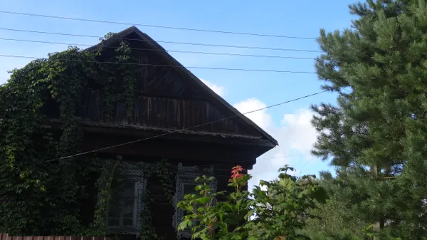 The House That Dreams of Being Forest thumbnail