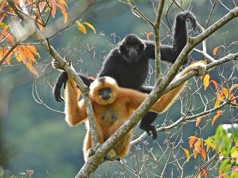 Two Hainan gibbons sit on a treebranch.