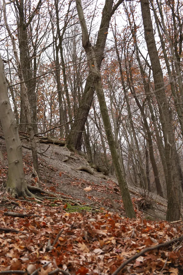 tree that leans  against the flow thumbnail