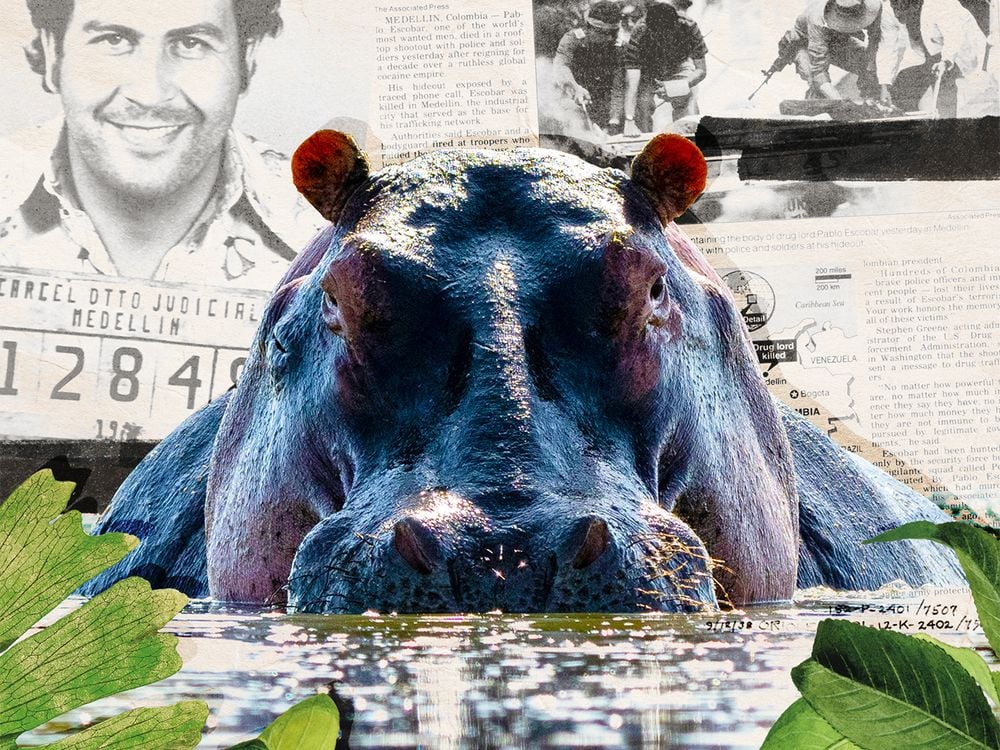 Illustration of hippo in front of newspaper clippings