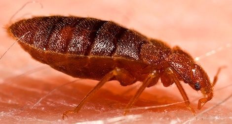 20120604125035Adult_bed_bug_Cimex_lectularius-small.jpg