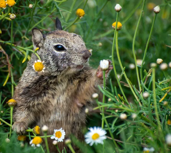 Squirrel at La Jolla thumbnail