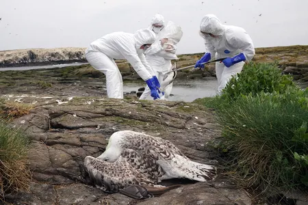 Rangers clear deceased birds from Staple Island in England, where avian flu had a devastating effect on a seabird colony.