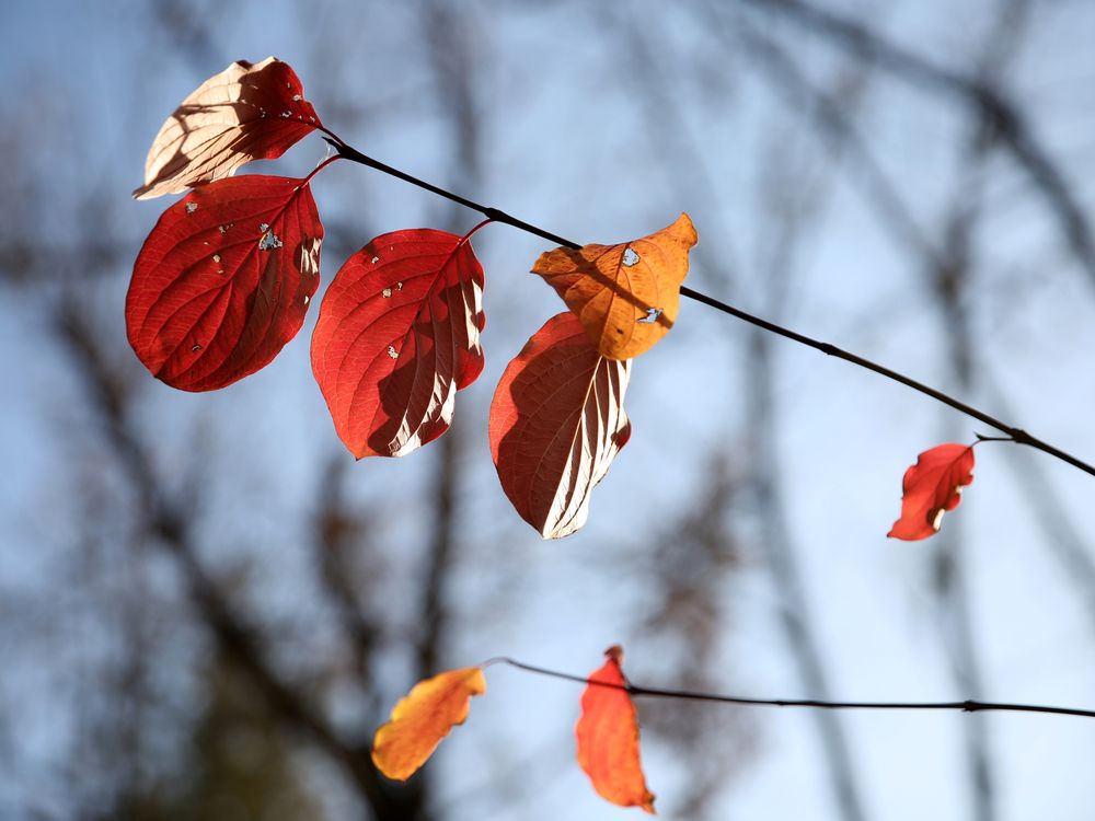 The autumn colours | Smithsonian Photo Contest | Smithsonian Magazine