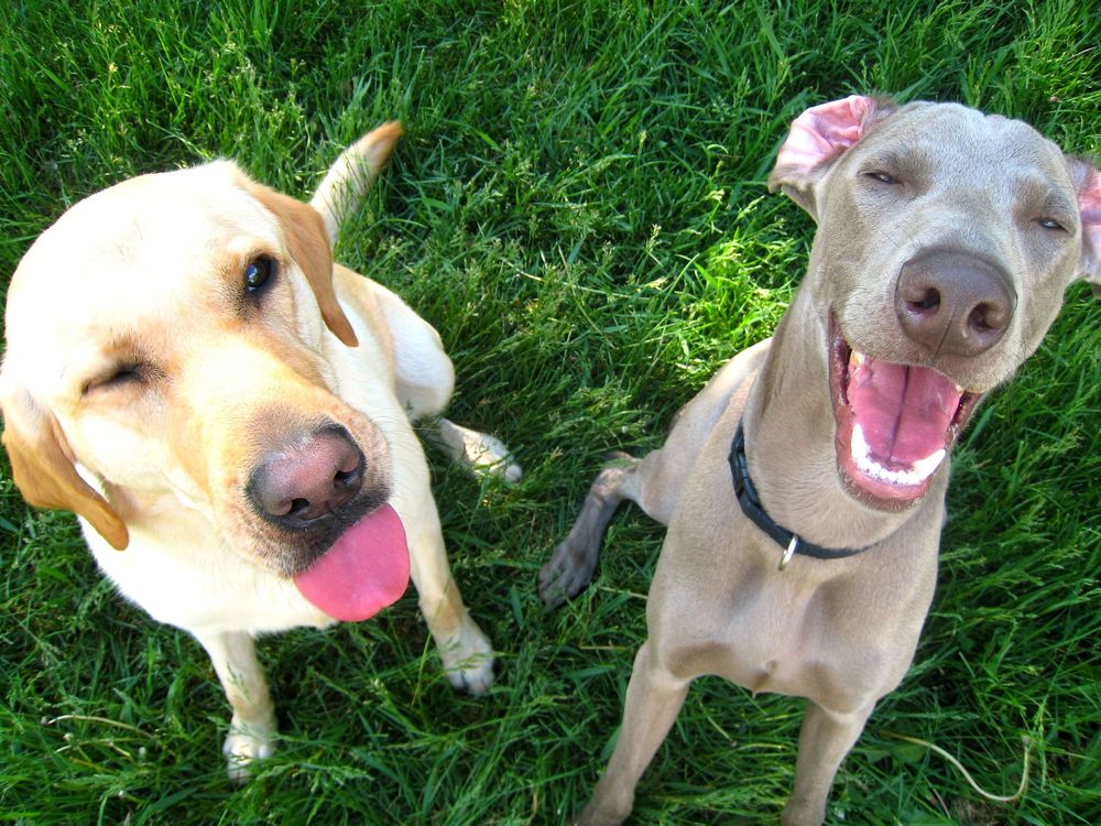 Two dogs—a yellow lab on the left and Weimaraner on the right—sit in grass with their tongues out and mouths agape facing the camera. 