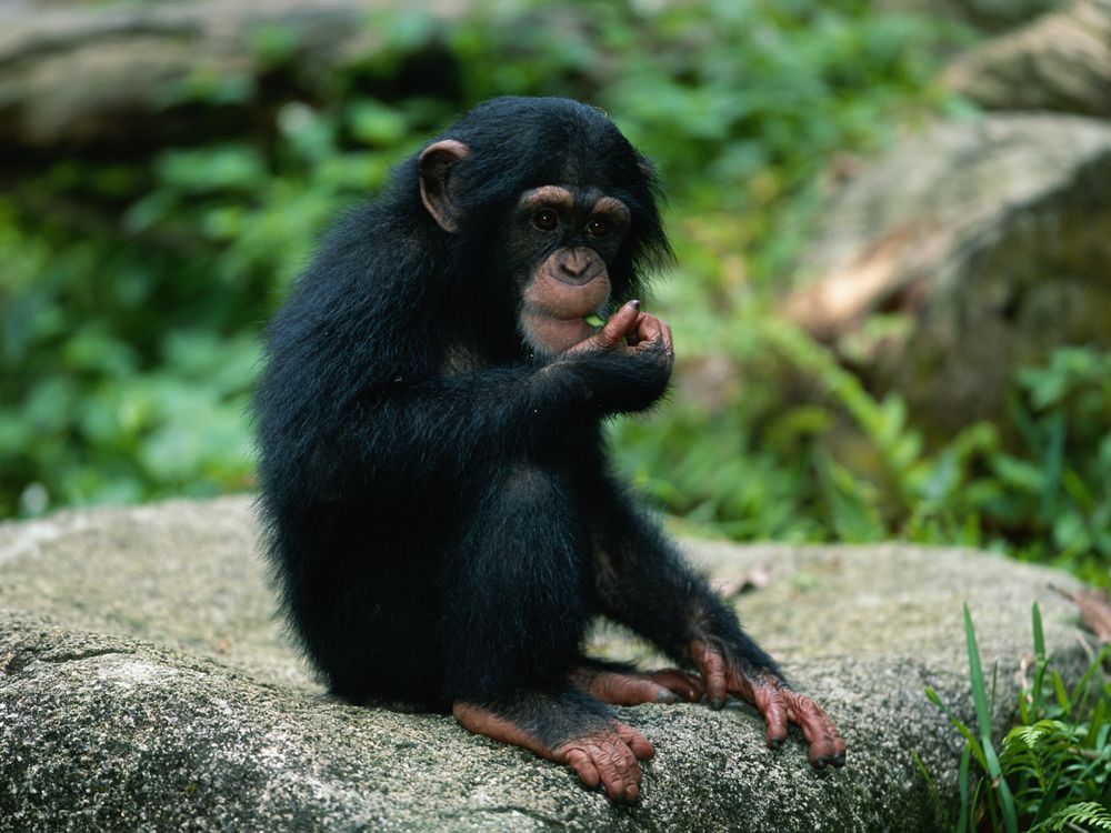 Chimpanzee sitting on a rock eating something green