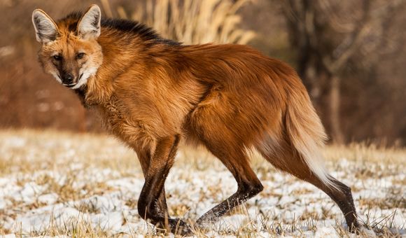 Spindly legs and thick, red fur have earned them the nickname “foxes on stilts,” but maned wolves are neither fox nor wolf.