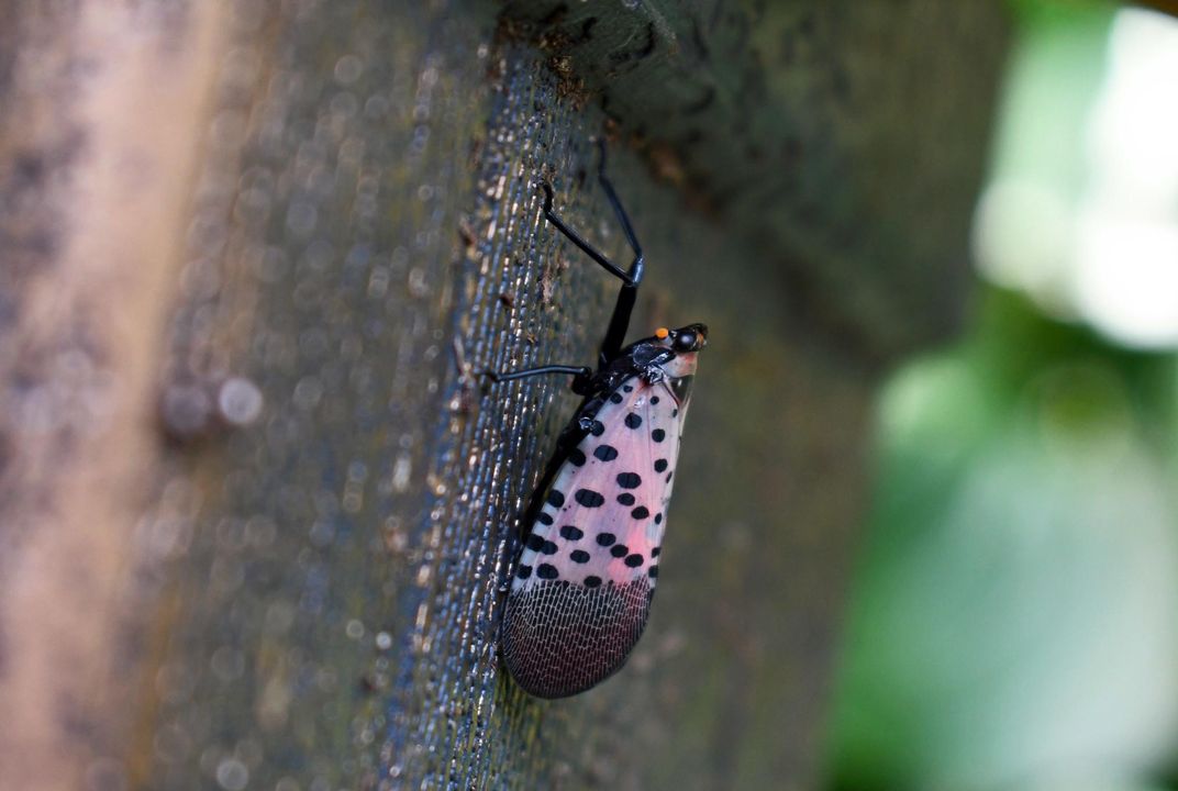 Invasive Spotted Lanternflies Reach Eight New Jersey Counties ...