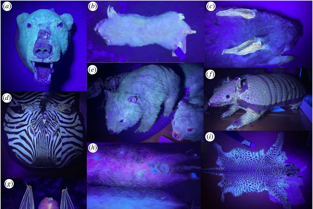 Mammal taxidermy glowing under UV light