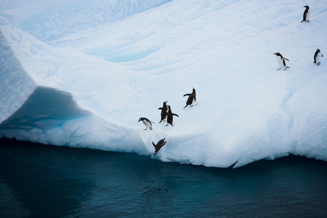 Penguins on the ice