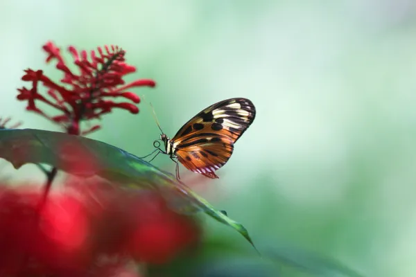 A Butterfly Rests on A Leaf thumbnail