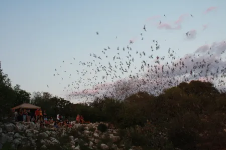 Mexican free-tailed bats leaving Bracken Cave in Texas