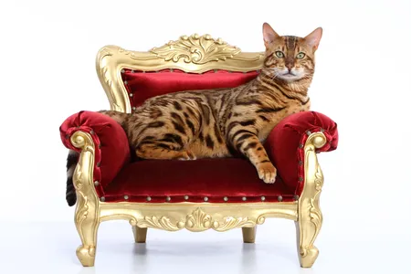 Cats rule the world. But how did they get here?