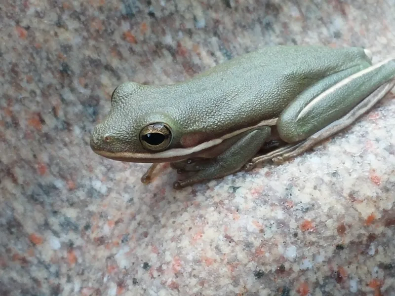 Florida Tree Frog Smithsonian Photo Contest Smithsonian Magazine