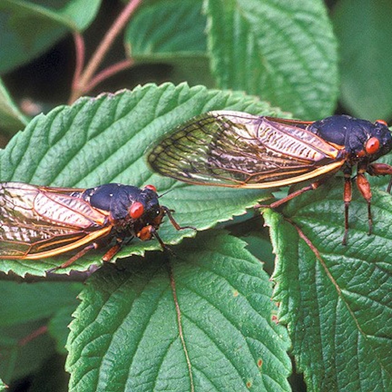 Two_cicadas_on_green_leaves.jpg