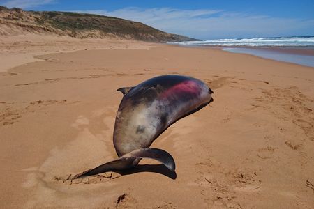 The body of a young female beaked whale washed ashore in South Australia