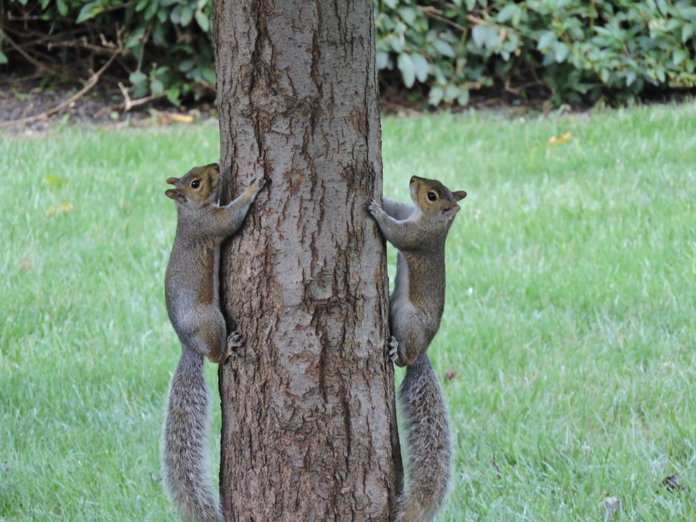 Squirrel Race Smithsonian Photo Contest Smithsonian Magazine