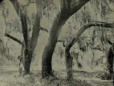 The Live Oak Tree Has Withstood the Ravages of History image