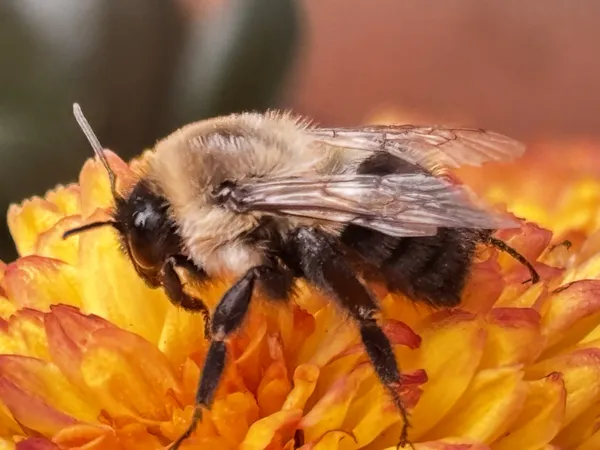 A very tired bee thumbnail