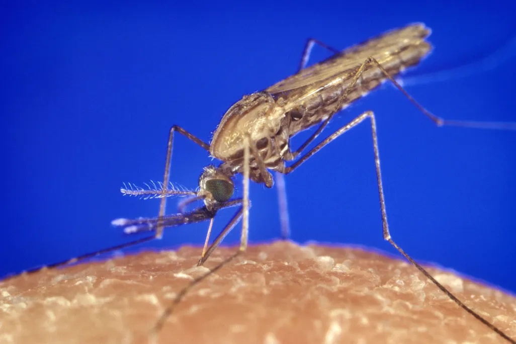A close-up of a mosquito biting a person's skin with a solid blue background