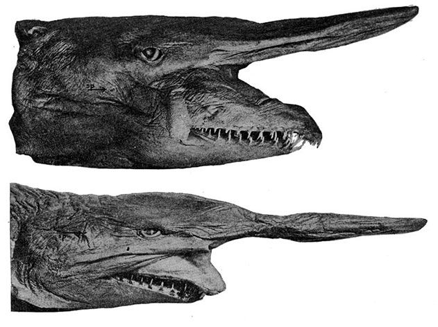 Goblin Shark