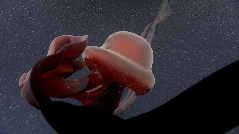 Watch This Giant Phantom Jellyfish With 33-Foot-Long Arms Float Through ...