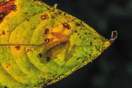 In Ecuador, a glass frog from a new species identified in 2022, Hyalinobatrachium nouns, hangs from the underside of a leaf, seen from below.