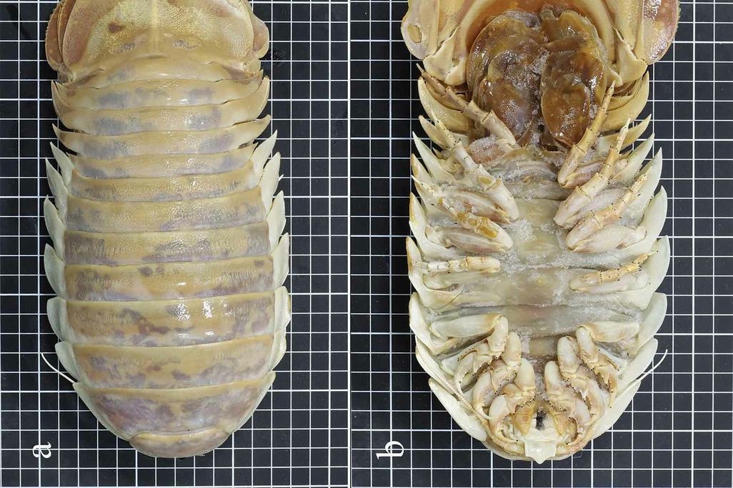 New Species of Deep Sea Isopod Discovered