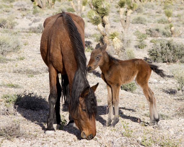 Mustang Mother and Foal thumbnail
